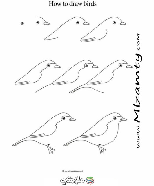 تعلم رسم الطيور خطوة بخطوة