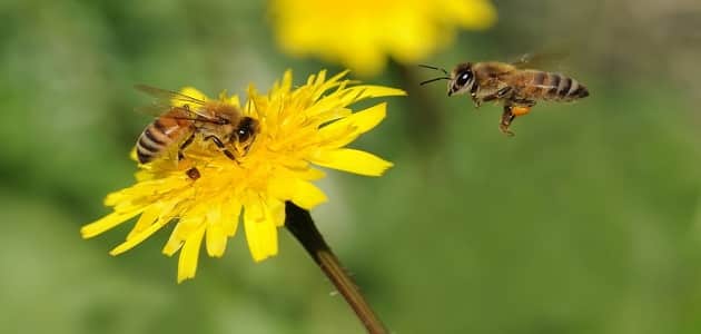 بحث كامل عن النحل وفوائده للانسان