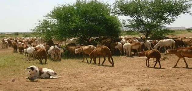 بحث عن الثروة الحيوانية فى مصر جاهز للطباعة