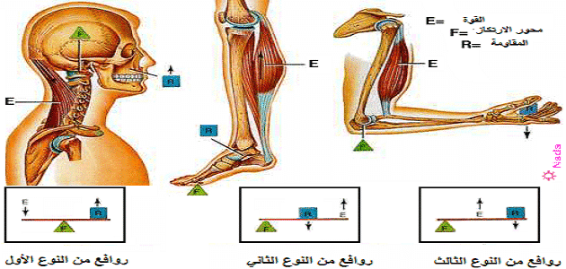 بحث عن انواع الروافع فى جسم الإنسان وأهميتها ملزمتي