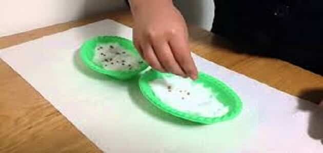 مخبأ الأندروجينية مغامرة مراحل نمو نباتات العدس في القطن Dsvdedommel Com