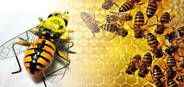 بحث كامل عن النحل جاهز للطباعة