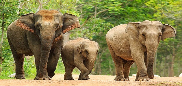 معلومات غريبة عن وزن وصفات الفيل الافريقي والاسيوي ملزمتي