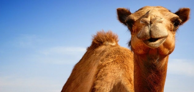 قصة الجمل والسيارة قصيرة ومسلية جدًا