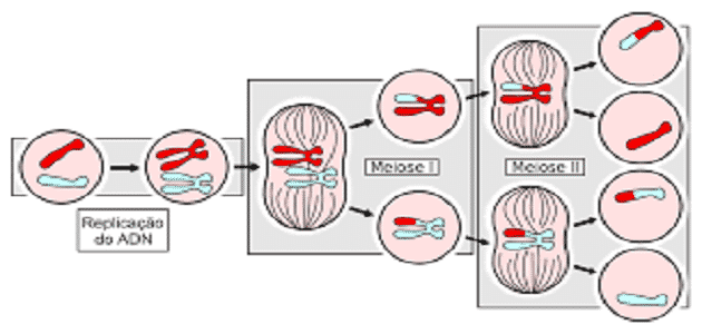مراحل الانقسام المتساوي في الخلية النباتية