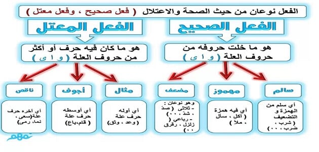 ما هو الفعل الصحيح وأنواعه