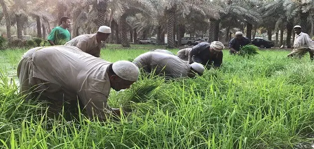 بحث عن الفلاح في العصر الحديث