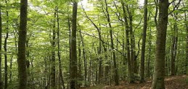 بحث عن كيف نحافظ على الغابات