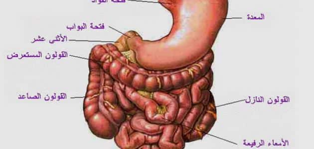 بحث عن الجهاز الهضمي بالتفصيل