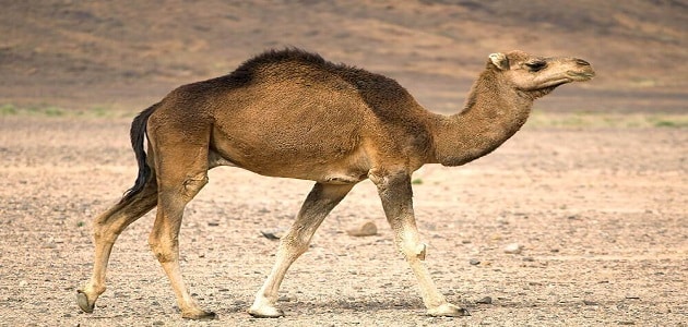 اسم حيوان بحرف الجيم ج