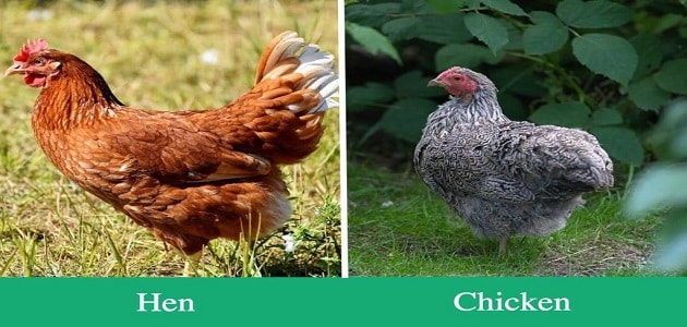 الفرق بين Hen وchicken